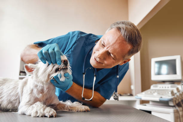 Best Dentist for Tooth Abscess  in Fort Benton, MT